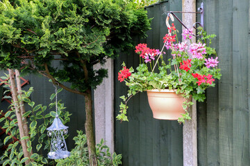 shot of a basket of beautiful Ivy Geranium perennial plant (otherwise known as Pelargonium peltatum) blooming with vibrant red, pink and purple flowers, hanging against wooden fence in garden