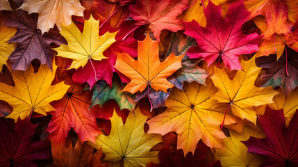 Naklejka na ściany i meble Autumn maple tree leaves full frame arrangement