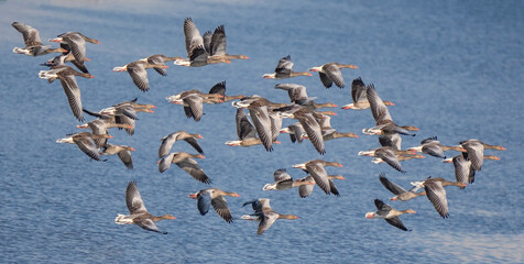 Greylag goose 