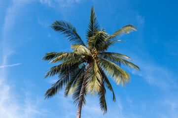 Palm tree in the sky