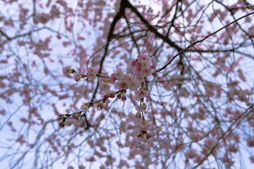 Japanese garden. Sakura. Blooming cherry