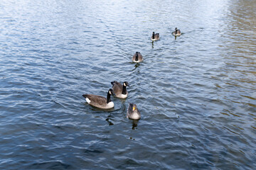 Ducks on the water. Swimming birds. Duck hunting