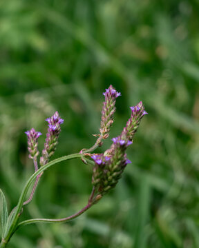 little purple flower 