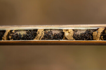 Mason bee Osmia rufa cocoons harvesting, nesting reeds with pollinators