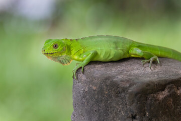 Brazilian Wildlife is very beautiful and have many species with colorful variables. Are apes, lizards, mammals, felins, caimans, cats, bats, crabs and many others.