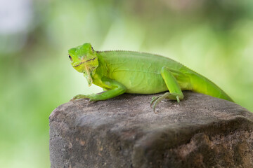 Brazilian Wildlife is very beautiful and have many species with colorful variables. Are apes, lizards, mammals, felins, caimans, cats, bats, crabs and many others.