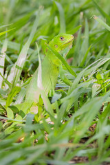 Brazilian Wildlife is very beautiful and have many species with colorful variables. Are apes, lizards, mammals, felins, caimans, cats, bats, crabs and many others.