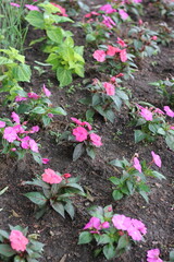 pink flowers in the garden