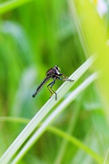 black robber fly in wild life
