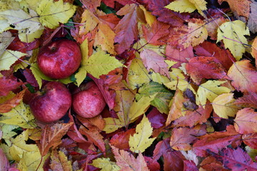 The Autumn Harvest, Sainte-Apolline, Québec, Canada