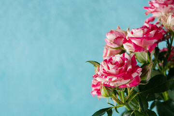 miniature red and white roses on a blue background, copy space