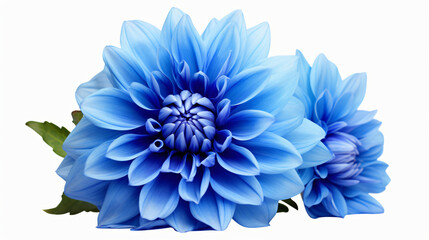 Blue Dahlia flower the tuberous garden plant - obrazy, fototapety, plakaty
