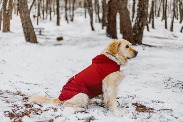 Perro Golden Retriever con un chubasquero rojo en un paisaje nevado. Perro en la nieve. 