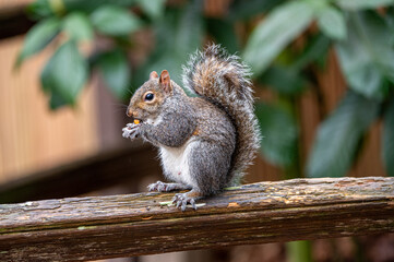 squirrel in the park eat a nut