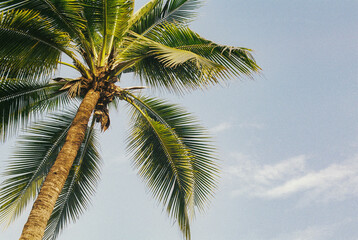 Fototapeta na wymiar palm tree and the sky