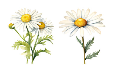 Chamomile flower, watercolor clipart illustration with isolated background.