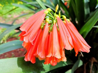Bush lily: a species of Natal lilies, its botanical name is Clivia miniata.