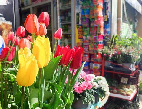 Photo of a vibrant arrangement of Garden tulips (Tulipa gesneriana) at a florist shop.