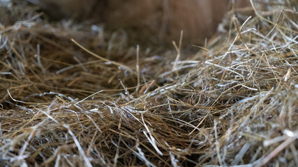 Welsh Ewe Sheep eating hay in barn