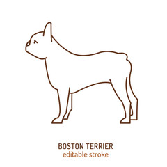 Boston terrier breed silhouette, outline contour icon