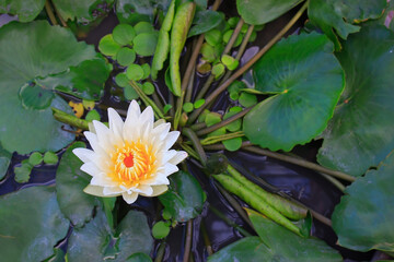 Top view on white lotus flower and green leaves on water surface of pond. Nymphaea lotus is a tiger lotus or Egyptian water-lily. The fragrant lotus has white petals and yellow stamens.