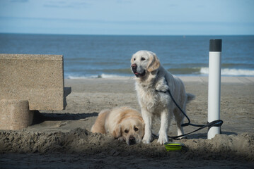 portrait of golden retriever dogs waiting on the beach - 750005917