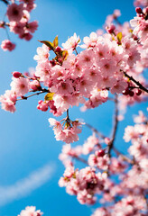 cherry blossoms in the garden. Selective focus.