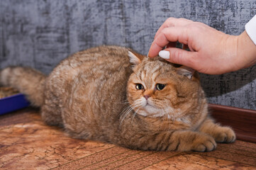 a woman strokes a cat's head