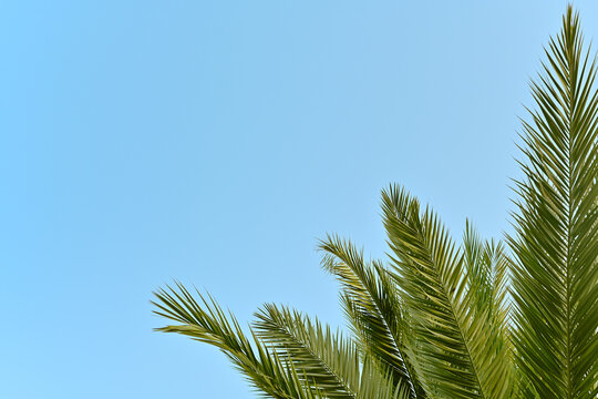 The top of a palm tree against a sky