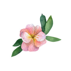 Watercolor pink flower potentilla with greenery - obrazy, fototapety, plakaty