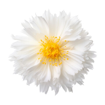 Fototapeta white flower isolated on transparent background cutout