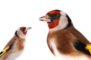 portrait goldfinch isolated on a white background