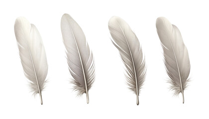 gray feather isolated on transparent background cutout