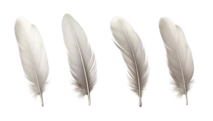 Deurstickers Veren gray feather isolated on transparent background cutout