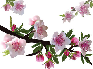 spring tree light pink blooms isolated group