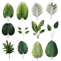 Fototapeta na wymiar set of exotic big leaf green interior home plant for decoration and different foliage leaves and petals closeups cotout isolated on transparent background