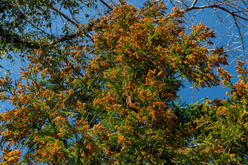 花粉症の原因となる杉の花芽
