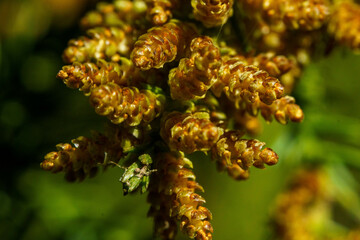 花粉症の原因となる杉の花芽