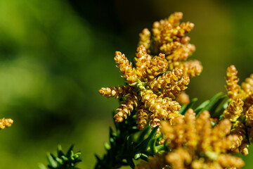 花粉症の原因となる杉の花芽