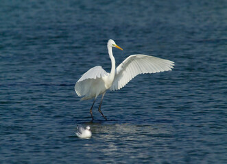 Airone bianco maggiore. Casmerodius albus. Great white egret. Cabras, Oristano, Sardegna, Italia 