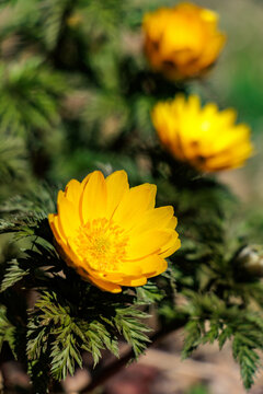 春を感じる福寿草の花