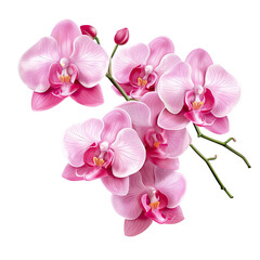 Pink Orchids Flowers Isolated on transparent background