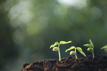 bean sprout growing under sunlight macro close up plant planting