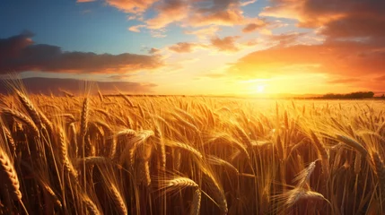 Foto op Canvas wheat field in golden sunlight, in the style of light orange and azure, nature morte, photo-realistic landscapes © PaulShlykov