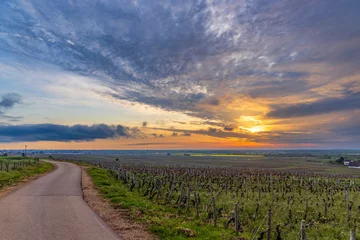 Foto op Plexiglas Typical vineyards near Clos de Vougeot, Cote de Nuits, Burgundy, France © Richard Semik