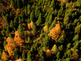 Aerial view of autumn fall colorful landscape. Green pines and yellow, red trees in the mountain