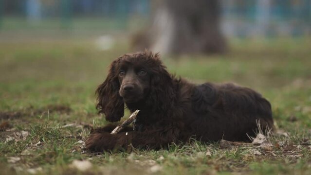 Young English Cocker Spaniel. Young dark brown English Cocker Spaniel lying on the grass and nibbling on a wooden stick. A English Cocker Spaniel lies on the grass in the park and gnaws on a stick.