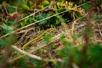Colorful common wall lizard walking on a grass (Podarcis muralis)