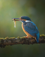 Blue Majesty: Exploring Florida's Avian Wonders