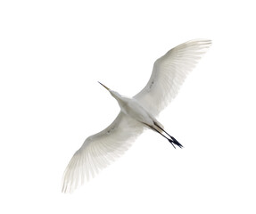 pure white isolated large heron bottom view